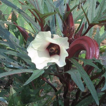 Ibištek jedlý - Okra Burgundy - predaj semien - 8 ks