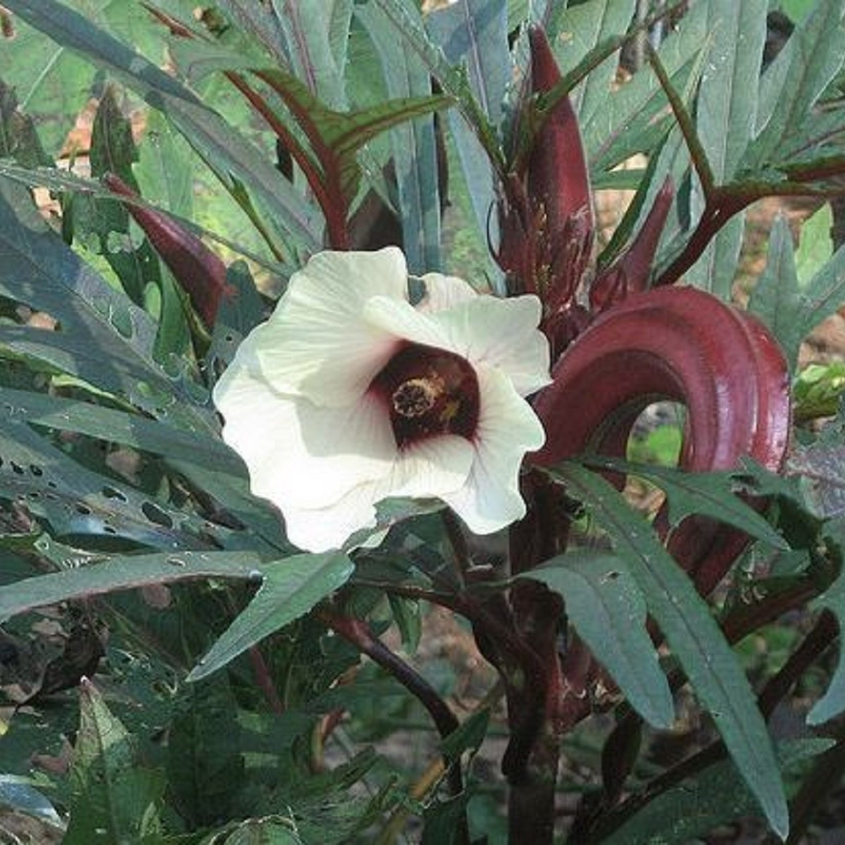 Ibištek jedlý - Okra Burgundy - predaj semien - 8 ks