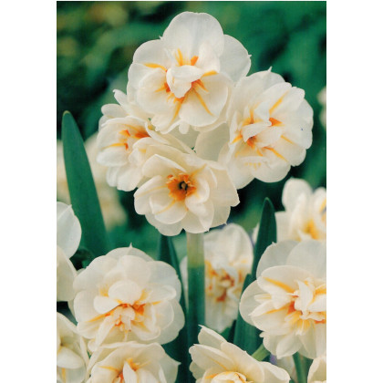 Narcis Sir Winston Churchil - Narcissus - predaj cibuľovín - 3 ks