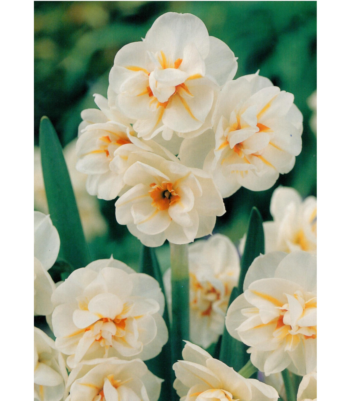 Narcis Sir Winston Churchil - Narcissus - predaj cibuľovín - 3 ks