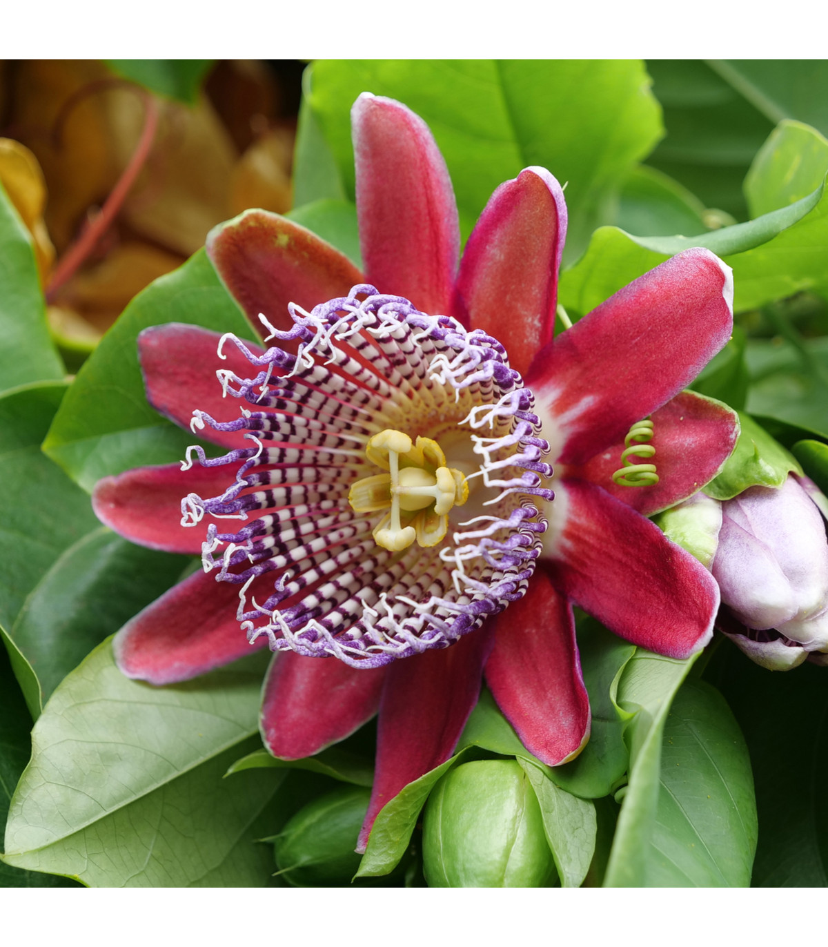 Mučenka štvorhranná - Passiflora quadrangularis -semiačka - 4 ks