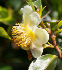 Čajovník čínsky - Camellia sinensis - semiačka - 5 ks
