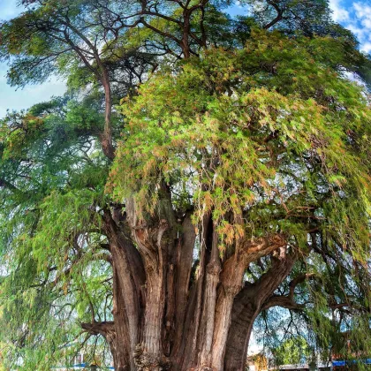 Tisovec mexický - Taxodium huegelii - semiačka - 5 ks