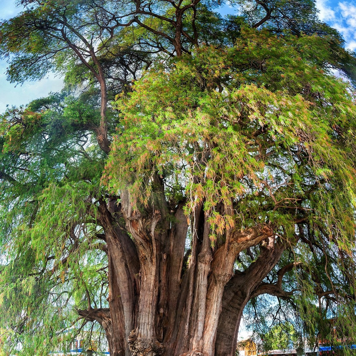 Tisovec mexický - Taxodium huegelii - semiačka - 5 ks