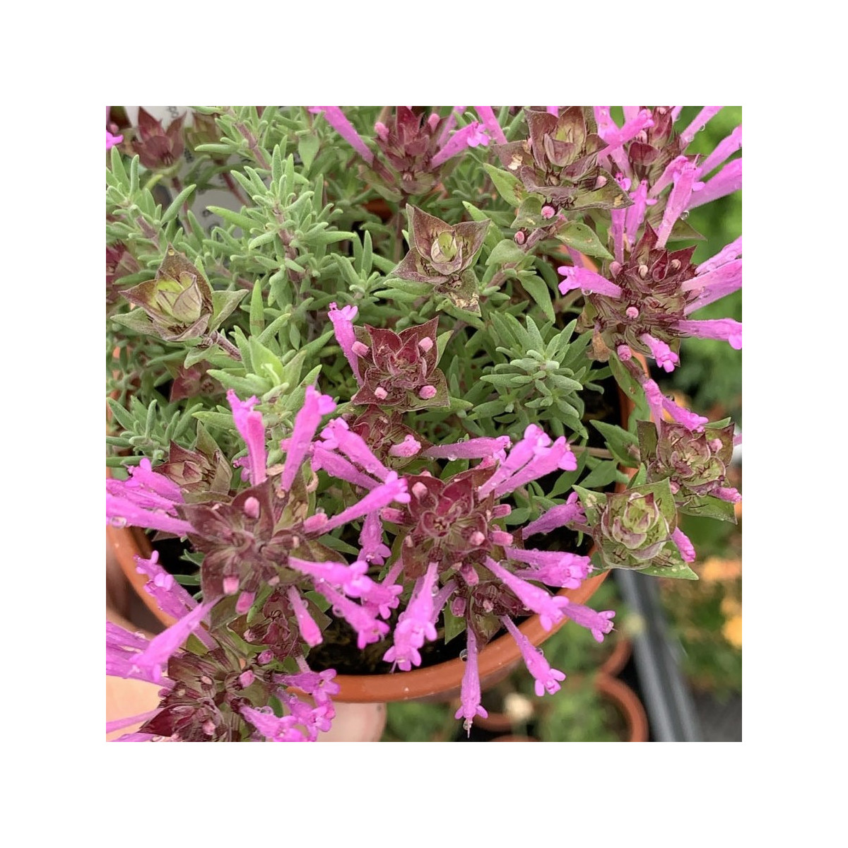 Materina dúška dlhokvetá – Thymus longiflorus – predaj semien vytrvalých bylín