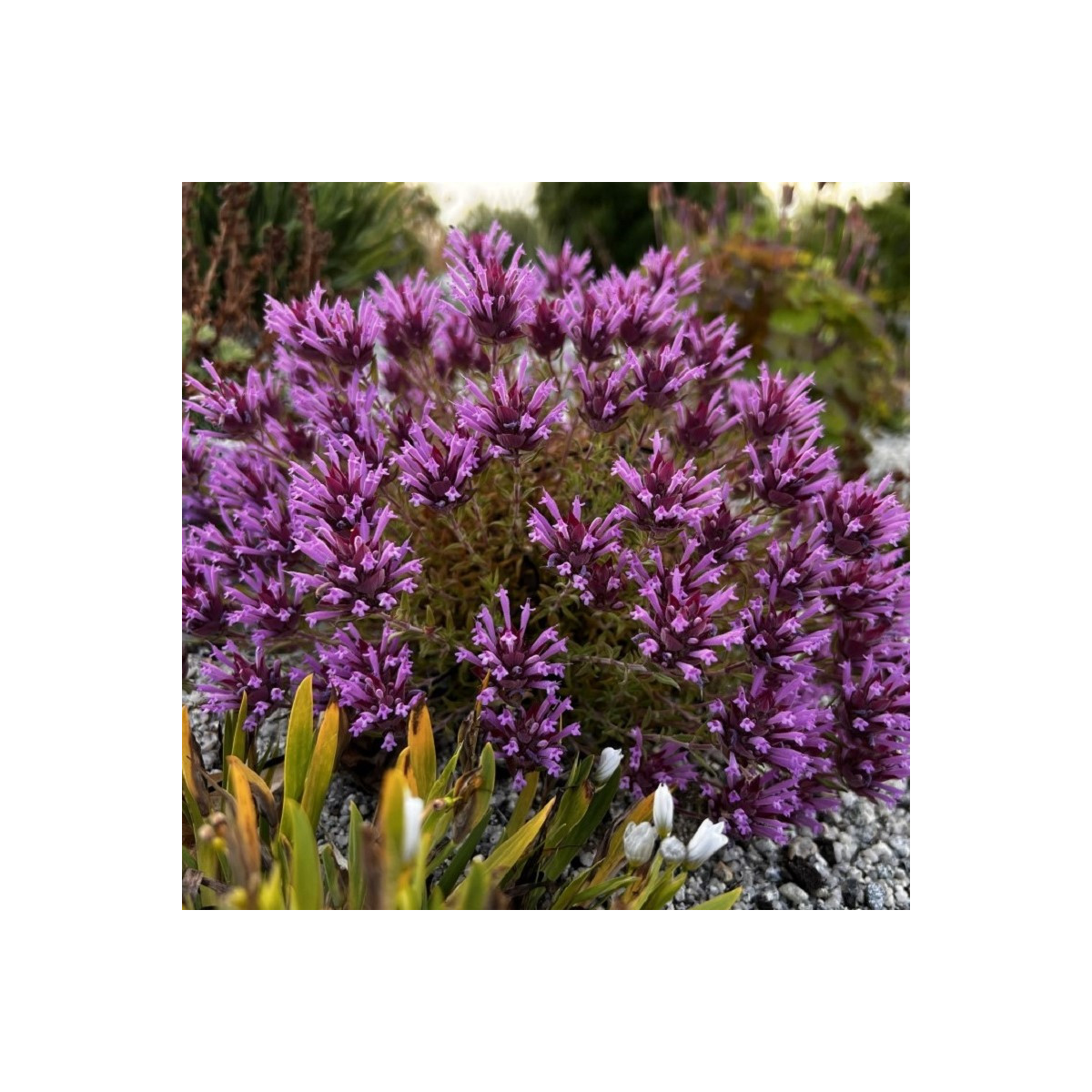 Materina dúška dlhokvetá – Thymus longiflorus – predaj semien vytrvalých bylín