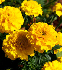 Aksamietnica nízka Gold - Tagetes patula - predaj semien - 0,3 g