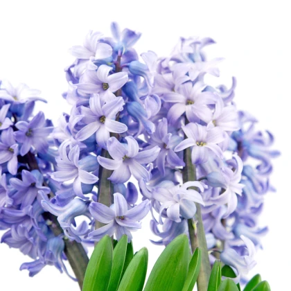 Hyacint Sky Jacket - Hyacinthus - predaj cibuľovín - 1 ks