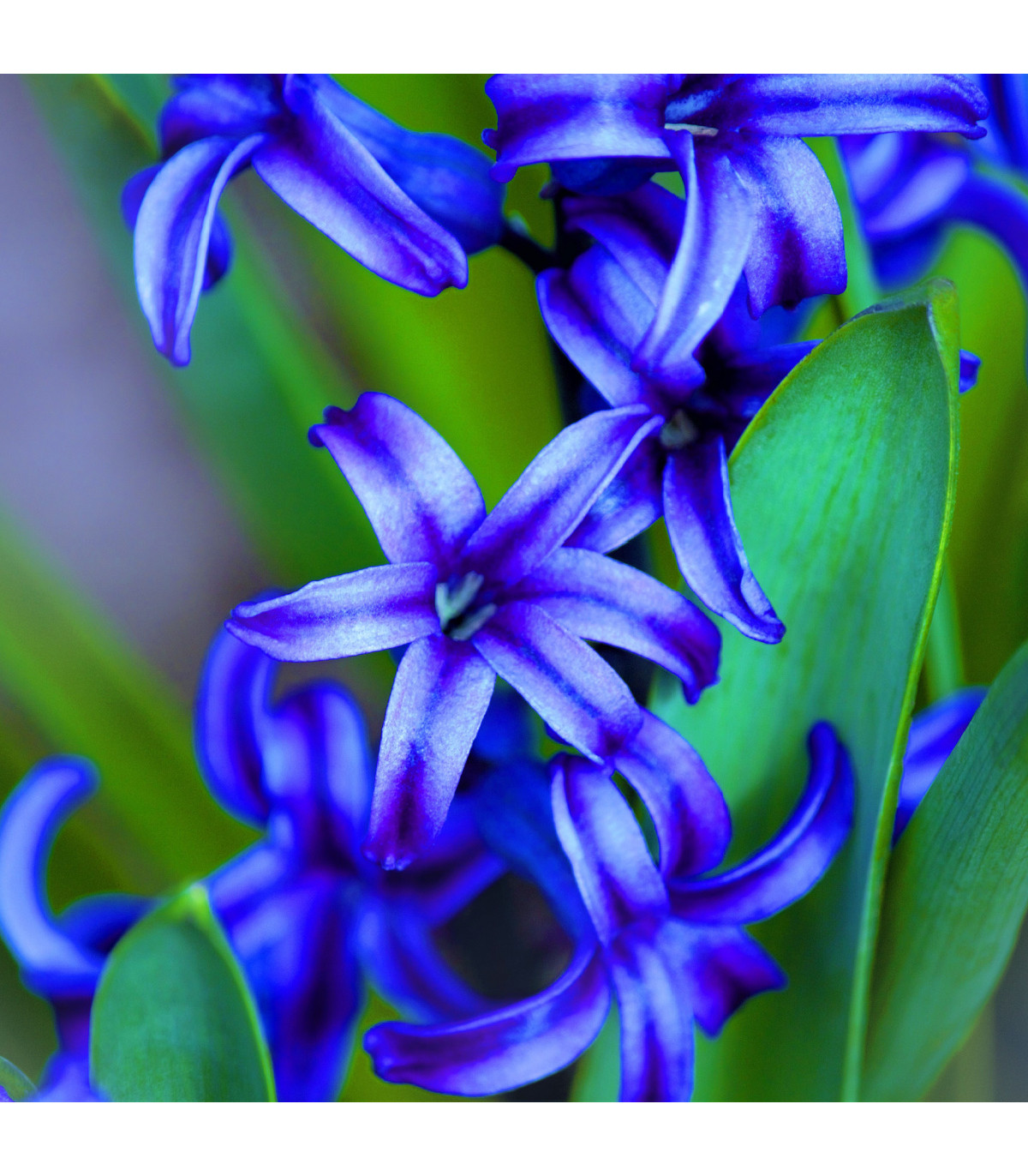 Hyacint Delft Blue - Hyacinthus orientalis - predaj cibuľovín - 1ks