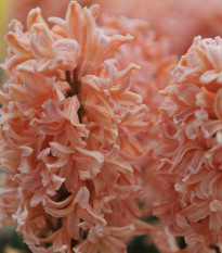 Hyacint Gipsy Queen - Hyacinthus - predaj cibuľovín - 1 ks