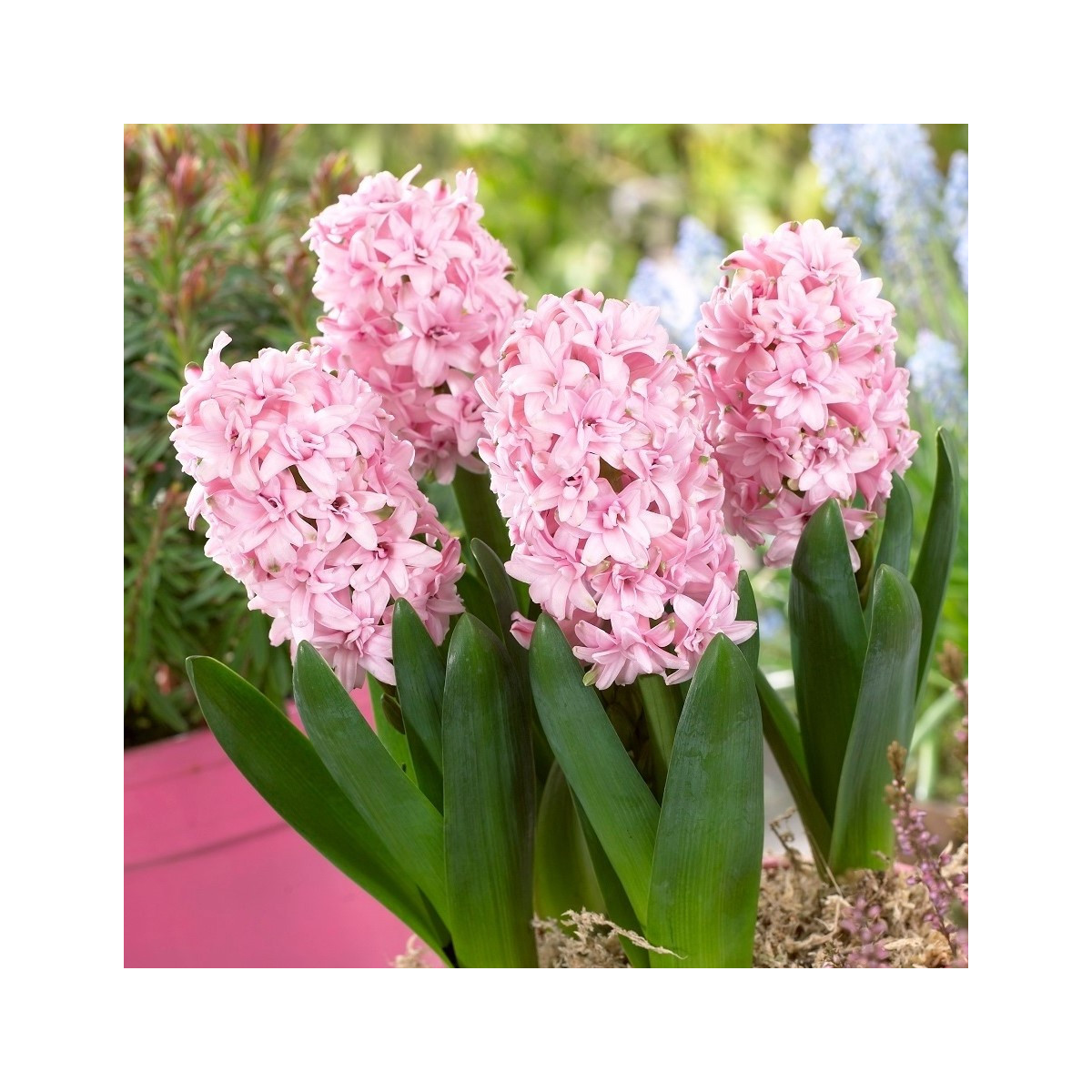 Hyacint plnokvetý Prince of Love - Hyacinthus - predaj cibuľovín - 1 ks