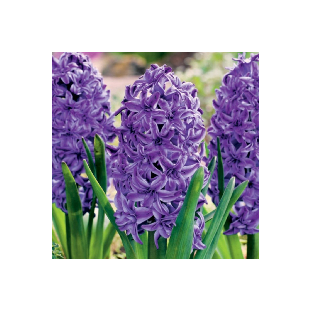 Hyacint plnokvetý Lili Purple - Hyacinthus - predaj cibuľovín - 1 ks