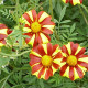 Aksamietnica rozložitá Primo - Tagetes patula - semiačka - 0,3 g