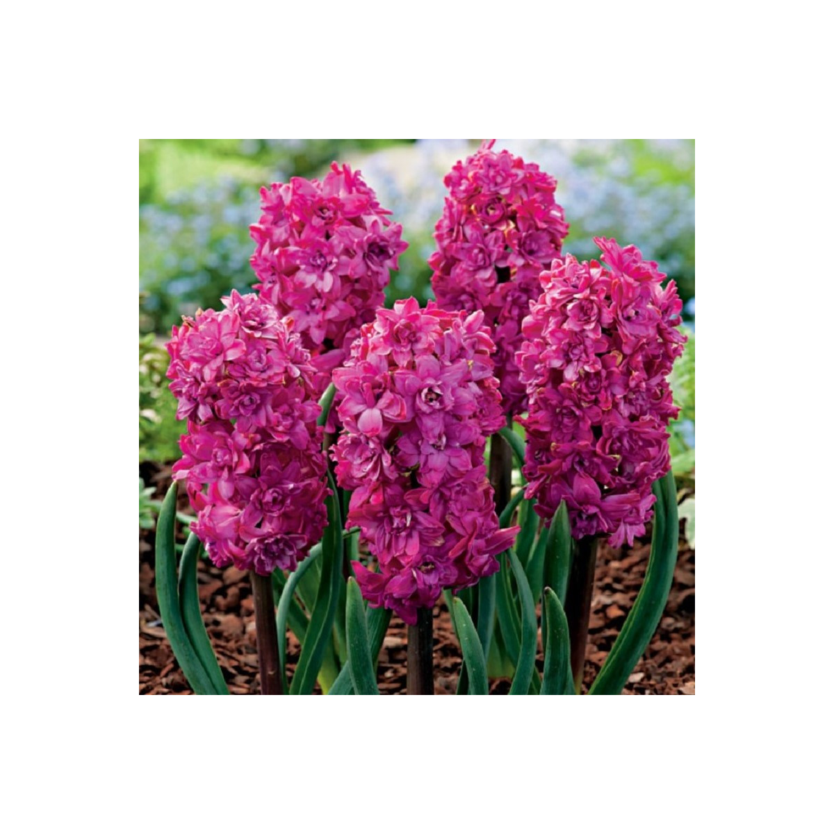 Hyacint plnokvetý Red Diamond - Hyacinthus - predaj cibuľovín - 1 ks