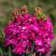Hyacint plnokvetý Red Diamond - Hyacinthus - predaj cibuľovín - 1 ks