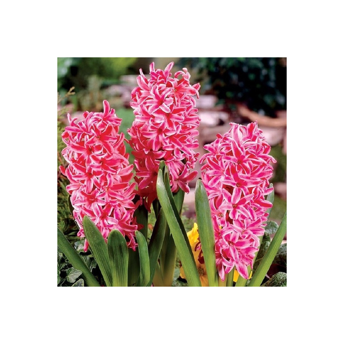 Hyacint Eros - Hyacinthus - predaj cibuľovín - 1 ks