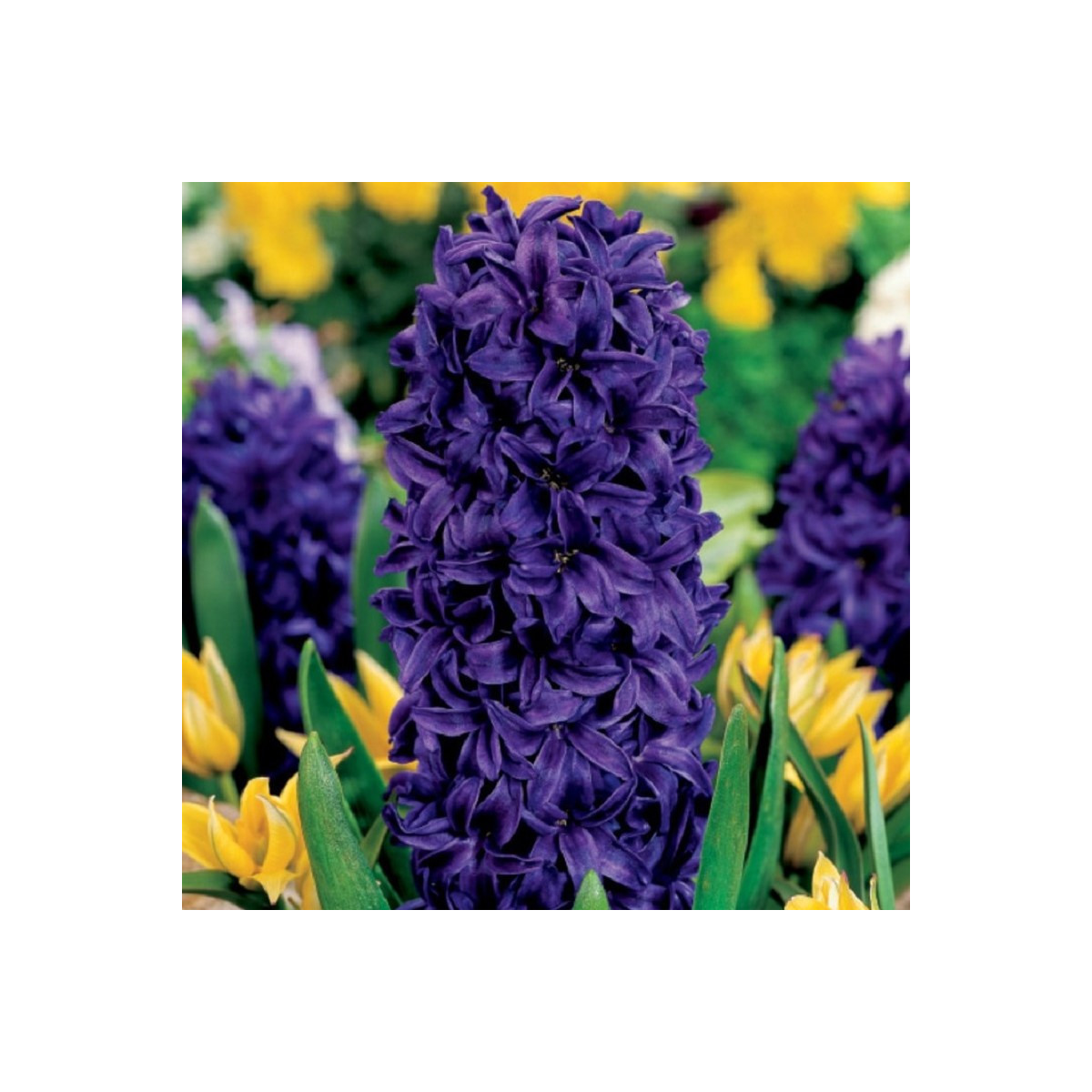 Hyacint Purple Star - Hyacinthus - predaj cibuľovín - 1 ks