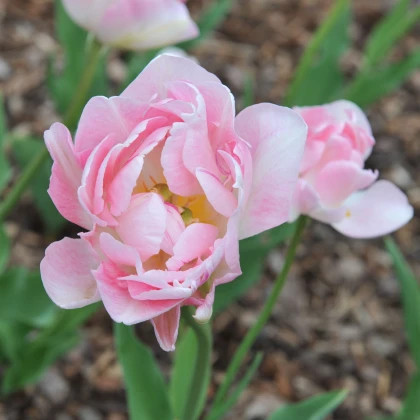 Tulipán Angelique - Tulipa angelique - cibuľoviny - 3 ks
