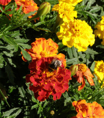 Aksamietnica vysoká zmes - Tagetes erecta - predaj semien - 0,3 g