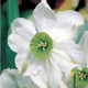 Narcis Sinopel - Narcissus - predaj cibuľovín - 3 ks