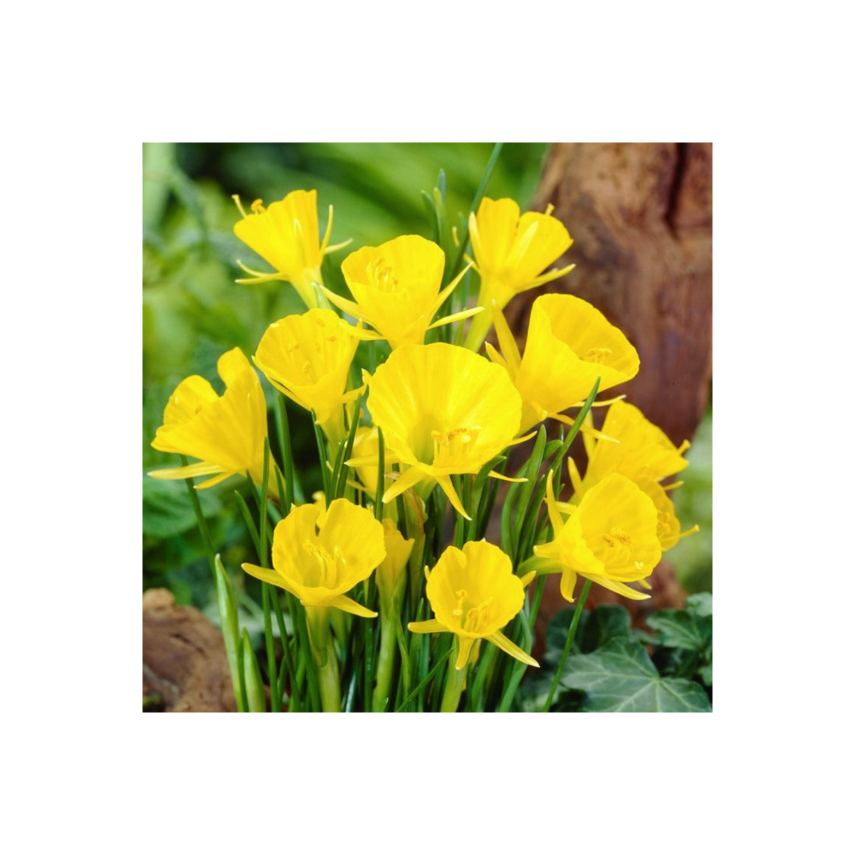 Narcis Golden bells - Narcissus bulbocodium - predaj cibuľovín - 3 ks