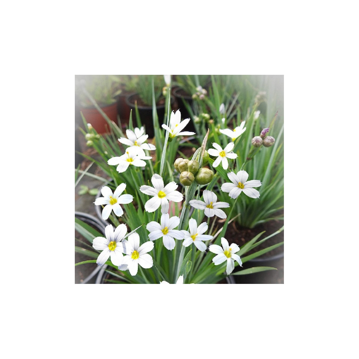Badil úzkolistý biely - Sisyrinchium angustifolium album - predaj semien - 10 ks