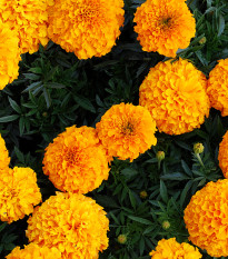 Aksamietnica vzpriamená obrovská Sunset - Tagetes erecta - predaj semien - 0,3 g