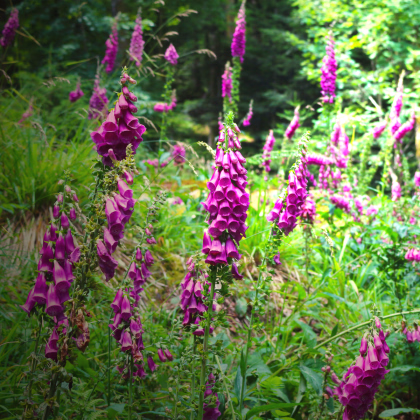 Trvalky rozkvitnutá lesná lúka - zmes - predaj semien - 0,9 g