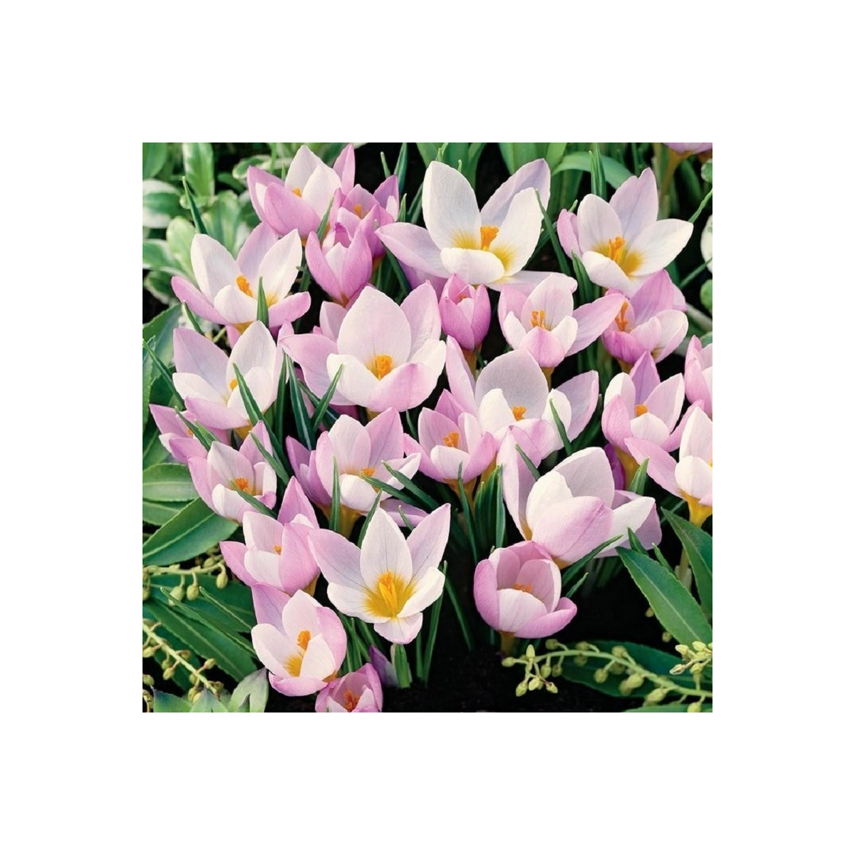 Krókus Firefly - Crocus sieberi - predaj cibuľovín - 3 ks