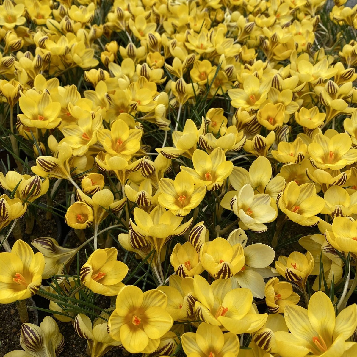 Krókus Gipsy Girl - Crocus chryzanthus - predaj cibuľovín - 3 ks