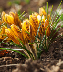 Krókus Gipsy Girl - Crocus chryzanthus - predaj cibuľovín - 3 ks