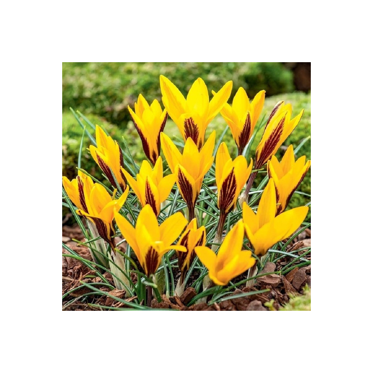 Krókus širokolistý - Crocus angustifolius - predaj cibuľovín - 3 ks