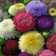 Astra vysoká pomponkovitá zmes farieb - Callistephus chinensis - predaj semien - 80 ks