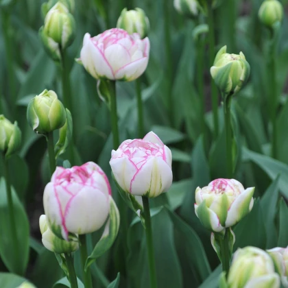 Tulipán Double Touch - Tulipa - predaj cibuľovín - 3 ks