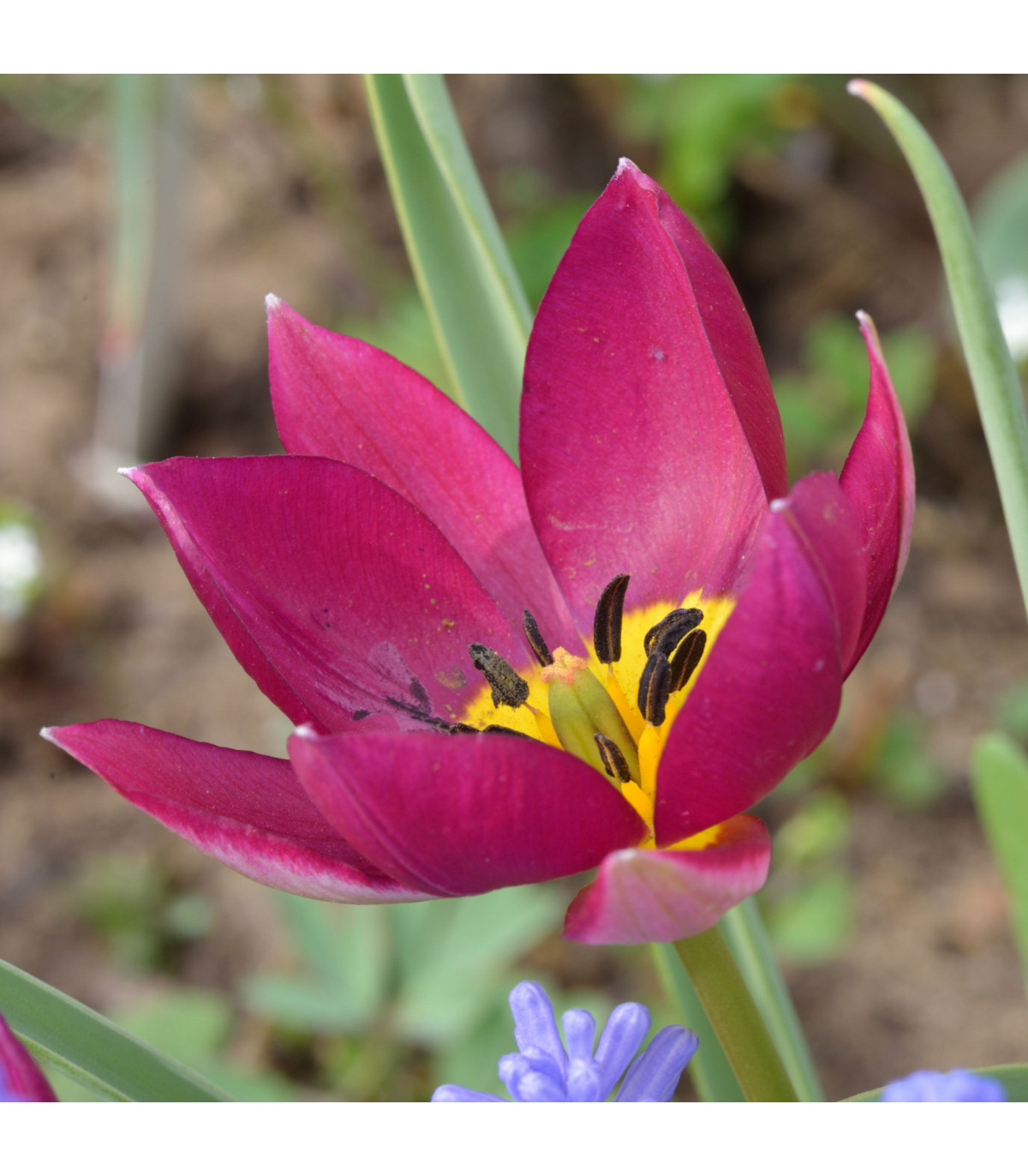 Tulipán Persian Pearl - Tulipa humilis - predaj cibuľovín - 3 ks