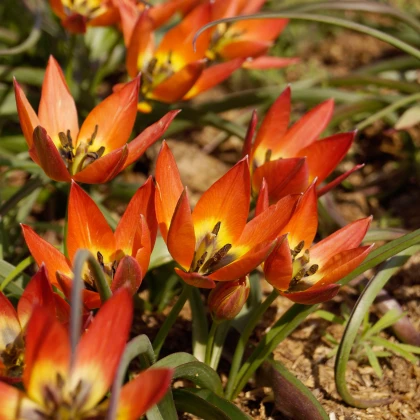 Tulipán Little Princess - Tulipa humilis - predaj cibuľovín - 3 ks