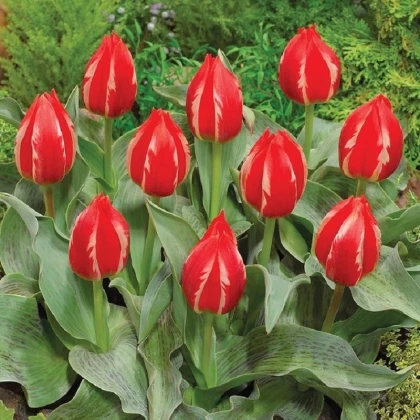 Tulipán Friendly Fire - Tulipa greigii - predaj cibuľovín - 3 ks