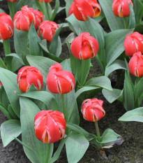 Tulipán Friendly Fire - Tulipa greigii - predaj cibuľovín - 3 ks