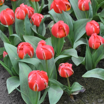 Tulipán Friendly Fire - Tulipa greigii - predaj cibuľovín - 3 ks