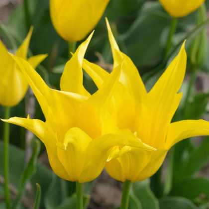 Tulipán West Point - Tulipa - predaj cibuľovín - 3 ks