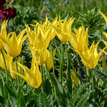 Tulipán West Point - Tulipa - predaj cibuľovín - 3 ks
