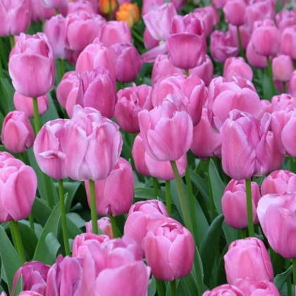 Tulipán Purple Pride - Tulipa - predaj cibuľovín - 3 ks