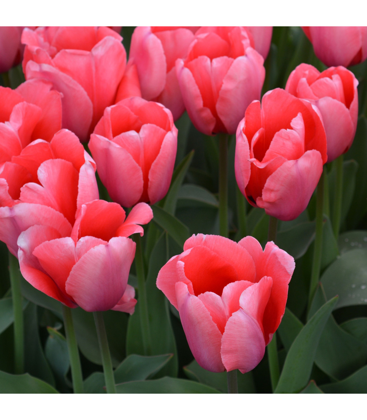 Tulipán Pink Impression - Tulipa - predaj cibuľovín - 3 ks