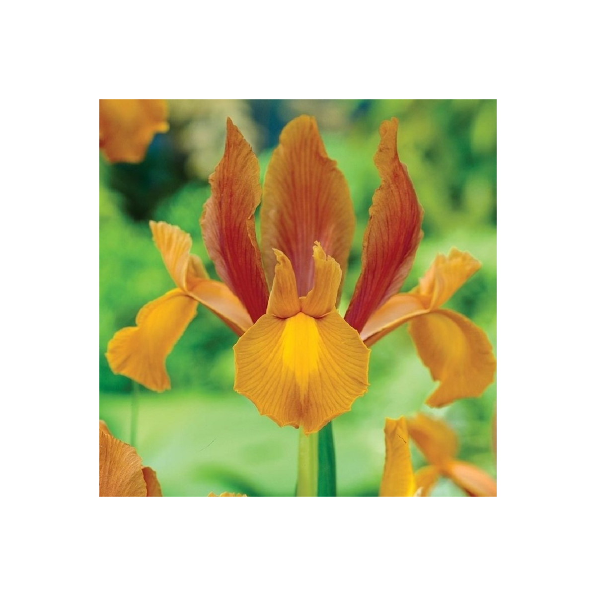 Kosatec holandský Autumn Princess - Iris hollandica - predaj cibuľovín - 3 ks