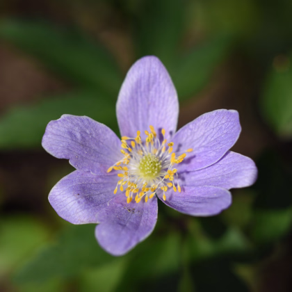 Sasanka Robinsoniana - Anemone nemorosa - predaj cibuľovín - 1 ks