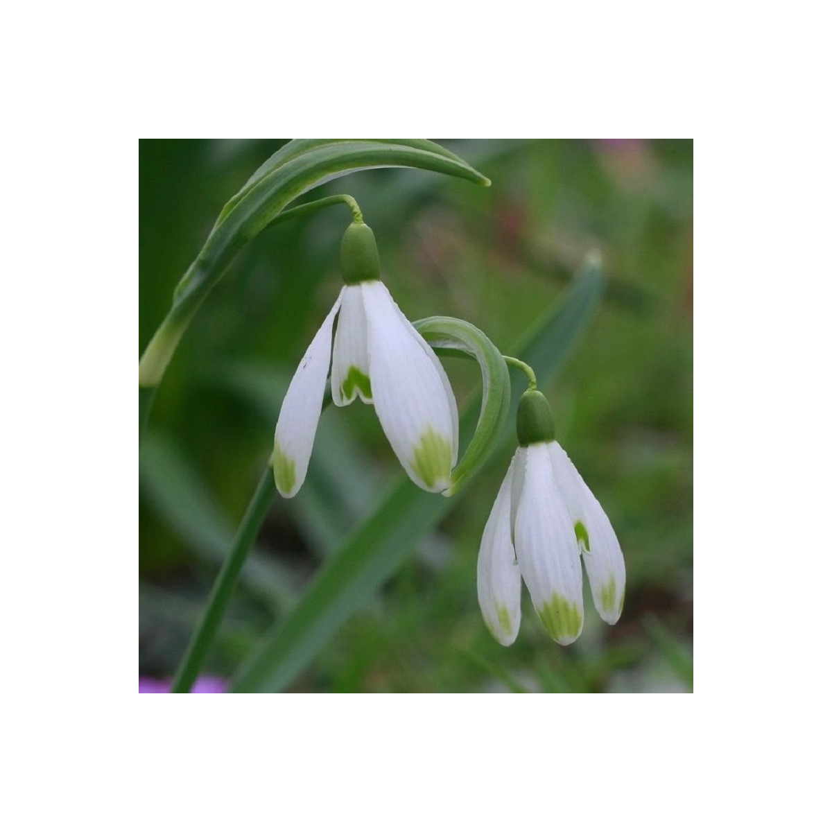 Snežienka viridi-apice - Galanthus nivalis - predaj cibuľovín - 3 ks