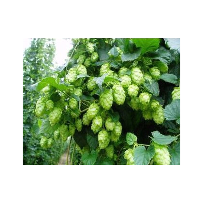 Chmeľ pnúci - Humulus japonicus - predaj semien - 7 ks