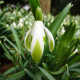 Snežienka viridi-apice - Galanthus nivalis - predaj cibuľovín - 3 ks