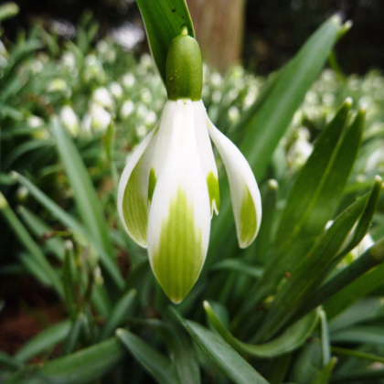 Snežienka viridi-apice - Galanthus nivalis - predaj cibuľovín - 3 ks