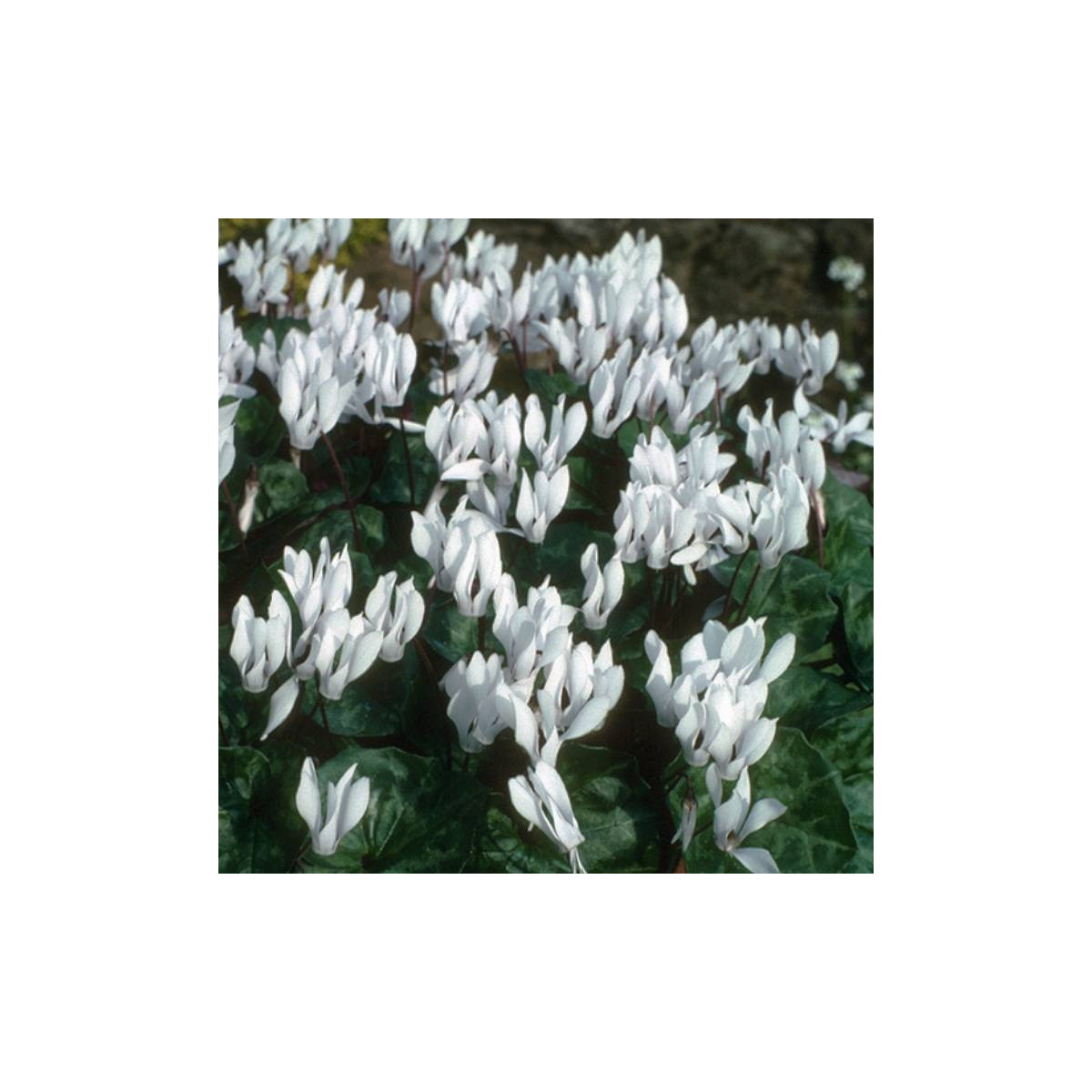 Cyklamén Sowbread - Cyclamen repandum album - predaj cibuľovín - 1 ks